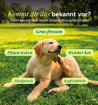 Darm Balance Verdauungssnacks