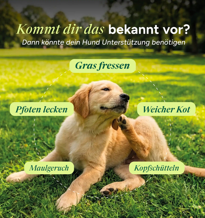 Darm Balance Verdauungssnacks Nachfüll-Pack