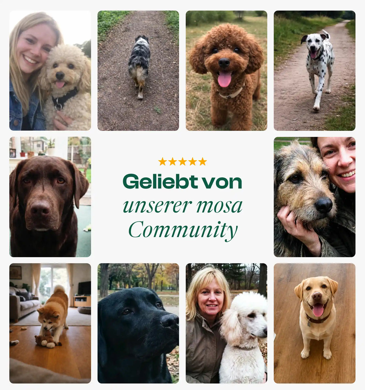 Darm Balance Verdauungssnacks