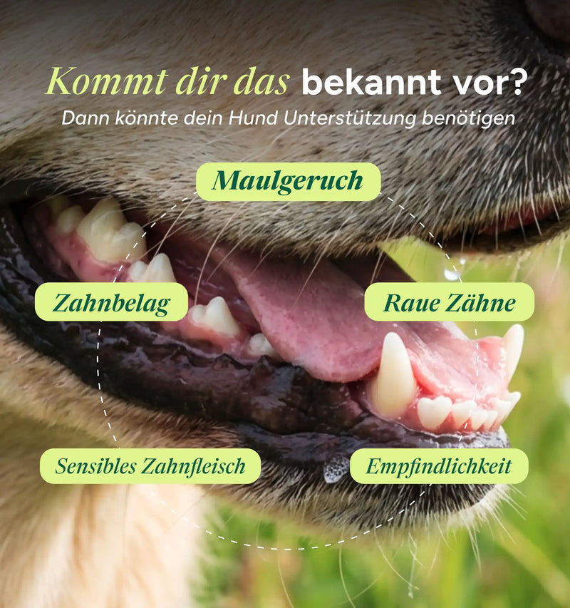 Dental Daily Zahnsnacks Nachfüllpack